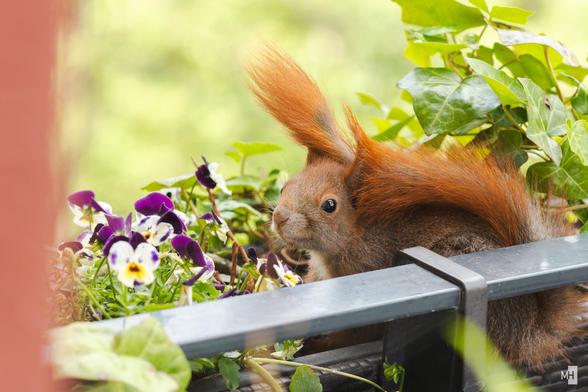 In einem Blumenkasten sitzt ein kleines Eichhörnchen. Es schaut in die Kamera und hat dabei den Schwanz über den Kopf und zwischen die Ohren gelegt.