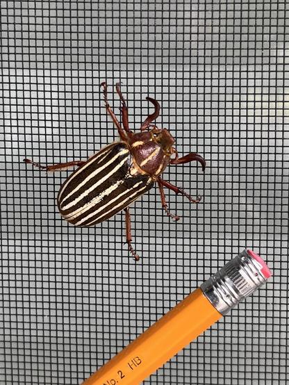 A 10 line June beetle clings to a window screen. A pencil below the insect show what a big boi he is.