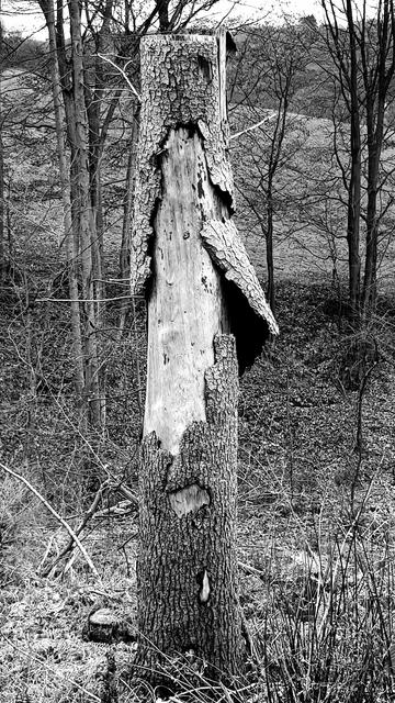 Great Show Tonight:  Elegant! Seductive! Sexy! LIVE STRIPPING!!

(Trunk of a spruce that has been sawn down to two thirds of its height. As the tree is dead, the bark is peeling off in large flakes. Shrubs and thin deciduous trees in the background.)

🇩🇪 Große Show heute:  Elegant! Verführerisch! Sexy! LIVE STRIPPER!! 

(Stamm einer Fichte, der auf zwei Drittel der Höhe abgesägt worden ist. Da der Baum tot ist, schält sich die Rinde in großen Lappen ab. Im Hintergrund Sträucher und dünne Laubbäume.)
sich ausziehen, sich entblättern