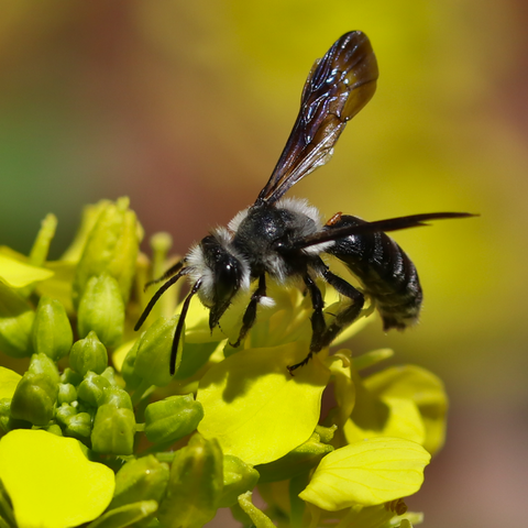 An almost black bee with dark translucent wings and white hair is sitting on a bright yellow flower, the photo is shot from the side from above, light is reflecting on the body and wing, showing the blue iridescent color on the wings the German name hints to. Another, much smaller orange insect is sitting on the back.