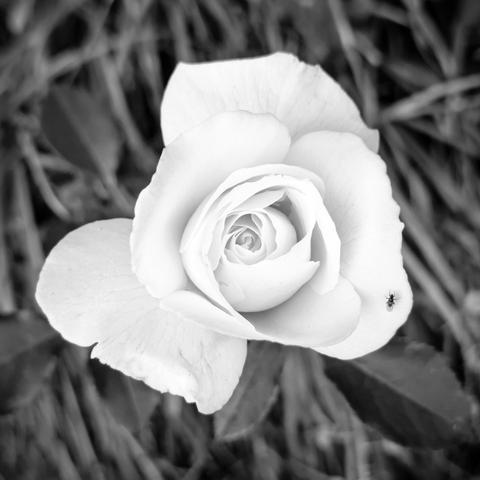 Eine weiße Rose