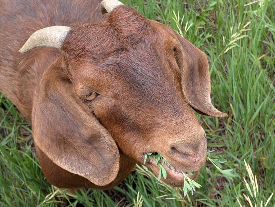a brown goat chewing on some grass with a contented expression. She has small white horns and big floppy brown ears.