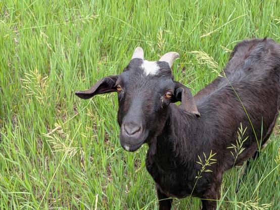 A black goat with a white spot on her head looks inquiringly at me.