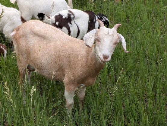 a sweet reddish goat has her eyes closed while she chews on grass.
