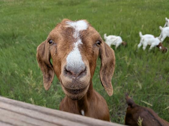 a brown goat with white spots on her head stands at the fence wondering if I'm going to give her some corn