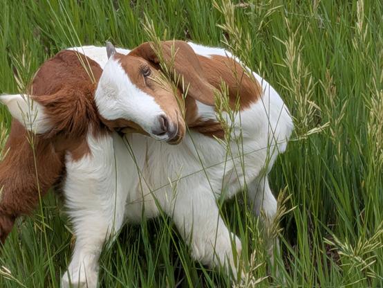 a brown and white baby  scratches its rear end with its horns