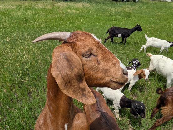 a kind looking goat standing up above the rest of the herd