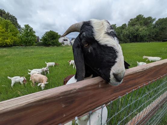 the Billy goat leans over the fence to see what I'm doing.