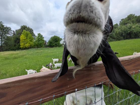 the billy goat is interested in tasting my camera ...