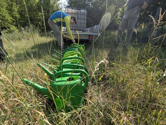 Das Bild zeigt eine ländliche Szene, in der mehrere grüne Gießkannen in einer Reihe auf einer Wiese stehen. Zwei Personen sind damit beschäftigt, Wasser aus einem großen Tank auf einem Anhänger in die Gießkannen zu füllen.
