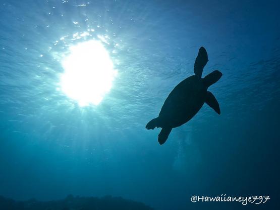 The sun silhouettes a sea turtle as it rises in the water column.
