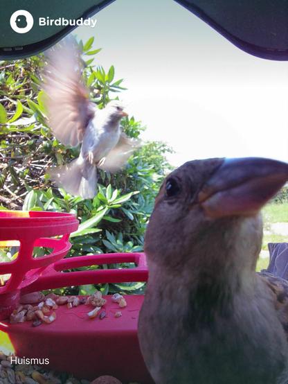 Close-up of a house sparrow on the right with a 2nd one flapping by in the distance on the left, wings fully spread out.