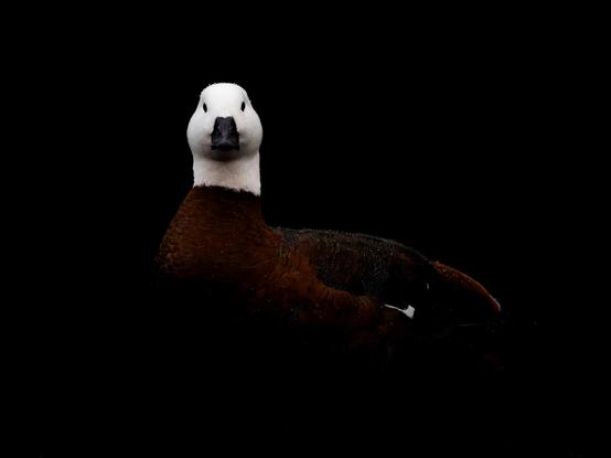 A chiaroscuro portrait of a paradise shelduck - large duck with a drown body and white head.