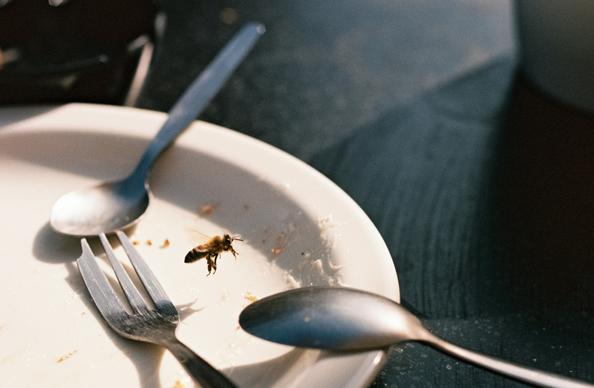 A dark table with an empty white plate in it. The plate is empty except for some crumbs, some remains of cake frosting, two used spoons and a fork. A bee is hovering just above the plate.