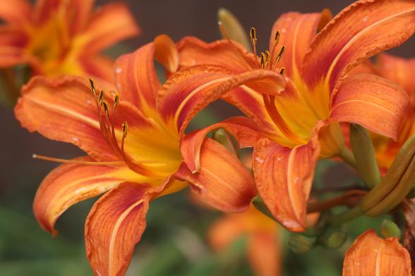 Photo of multiple orange daylily blooms, all pointing to the upper left corner. Two are in the forground and in focus. Their petals are bright, vibrant orange darker at the tips and lighter in the center and along the middle of each petal. The edges of each petal are curling a little. The stamen are curling up from the center of the blooms and pointing toward the sky. Some raindrops are visible on the petals and near the center of the blossoms. There are several green buds around the blooms which have yet to open.