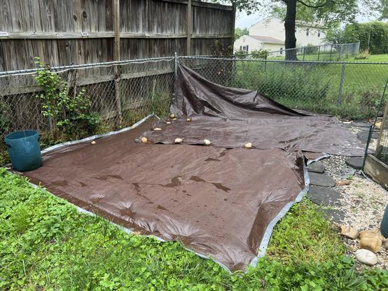 A fenced outdoor area features a large brown tarp laid on the ground, with a few small stones scattered across it. A green bucket sits on one side, and there is grass and some foliage around the edges. A wooden fence and grassy yard are visible.