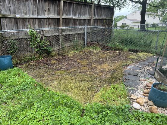 A backyard scene featuring a patch of sparse grass and soil, bordered by a wooden fence and a chain-link fence. There are green plants and a blue bucket on one side, with stone pathways and pebbles visible in the lower right corner.