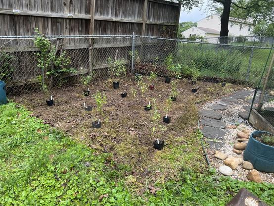 A garden area with several small plants in black pots arranged on a bare patch of soil. A chain-link fence borders the space, and there's a grassy section with stones along the pathway. The background features a wooden fence and residential buildings.