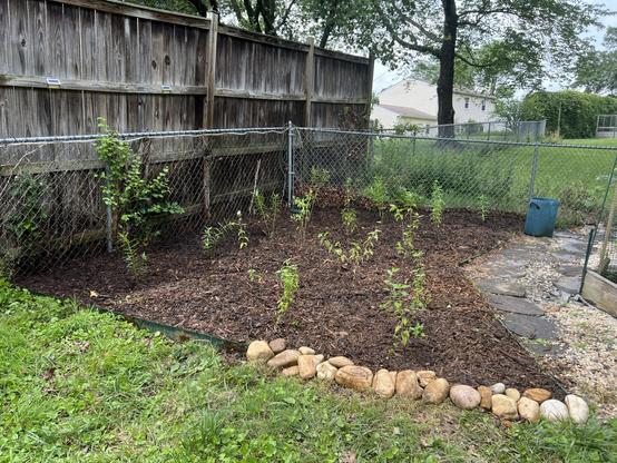A fenced garden area with freshly mulched soil and several young plants sprouting. The background includes a wooden fence, grassy patches, and a stone pathway leading to a gravel area. A blue container is visible near the fence.