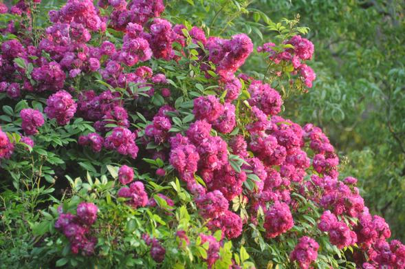 Eine große Menge kleiner blauroter Rosenblüten in grünem Laub und sonst nix.