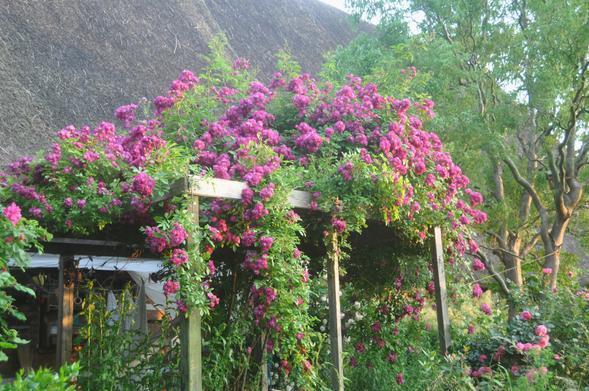 Ein riesiger Busch blauroter Kletterrosen auf einer Pergola. Im Hintergrund oben ein Reetdach; rechts eine baumgroße Korkenzieherweise.