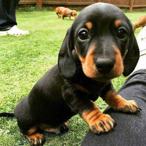 A dachshund puppy with black and tan fur rests its front paws on the knee of a nearby human and looks at you