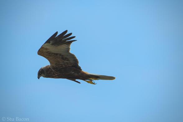 A Photograph of a male Marsh Harrier against a clear blue sky