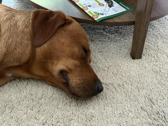 Ted the dog asleep