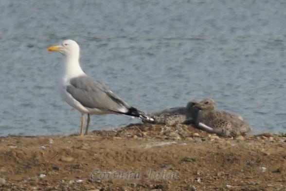 Zwei Möwenküken liegen auf einer Sandbank, daneben steht eine Elternmöwe.