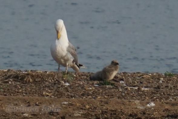 Eine Möwe putzt sich auf einer Sandbank, daneben läuft ihr noch flugunfähiges Küken herum.