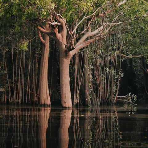 Amazon floodplain forest showing several tall tree trunks partially submerged in dark water during flood season. The trees have smooth, light brown bark and are surrounded by dense vegetation including bamboo-like stems. The still water creates perfect mirror reflections of the tree trunks.