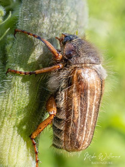 A large brown beetle with long hairs on a plant stem
