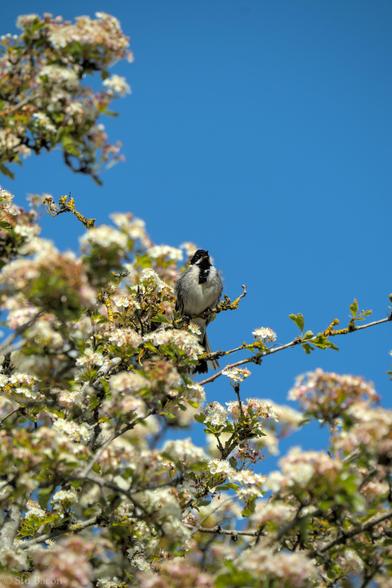 A photograph of a Reed Bunting perched in a tree. The tree has white flowers and there’s a bright blue sky in the background.