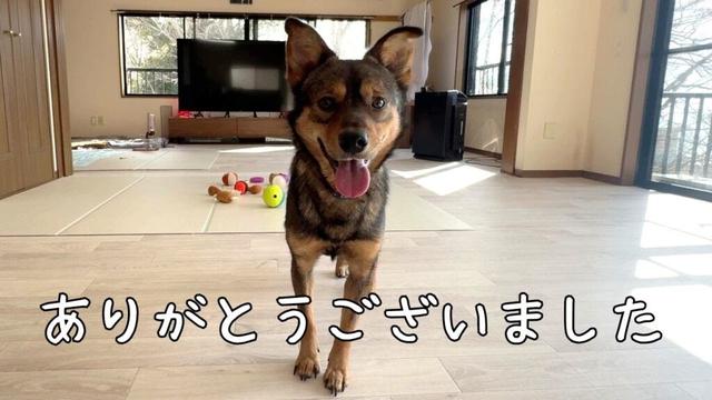 保護犬のケンタが我が家を卒業しました