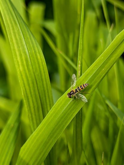Nahaufnahme einer Hainschwebfliege auf einem grünen Blatt im Garten. Diese Schwebfliegenart ist ein häufiger Nützling, da ihre Larven Blattläuse fressen.

Close-up of a hoverfly on a green leaf in the garden. This species is a common beneficial insect, as its larvae feed on aphids.