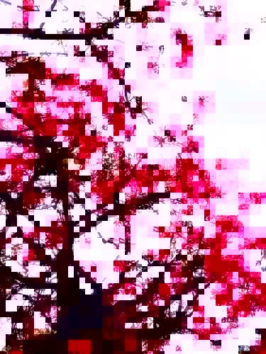 Lapacho. Glitch Art