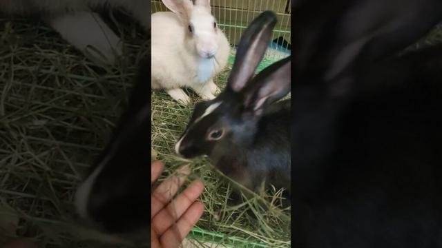 eating time Coco and Milky bunny #ytshorts #trendingshorts #shortvideo #funny #viralvideo