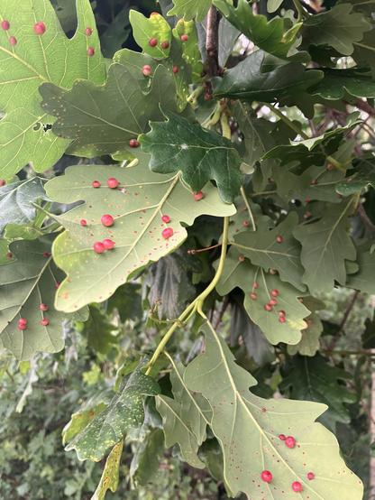 Green oak leaves with red galls that look like droplets of red liquid across the leaves