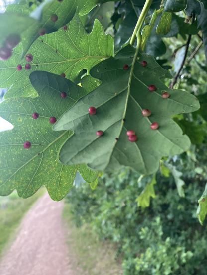Green oak leaves with red galls that look like droplets of red liquid across the leaves