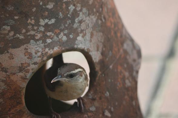 A small brown bird with a white stripe over the eye. It is perched inside an empty terra-cotta strawberry pot. It is looking out through one of the planting holes.