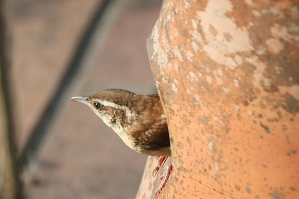 The same bird, but now it has its entire head poking out of a different hole in the same pot.