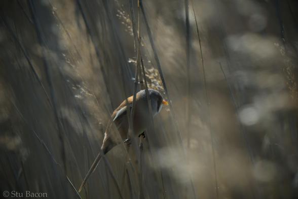A photograph of a Bearded Tit perched on a reed. The background is a messy brown mix of all the other reeds.