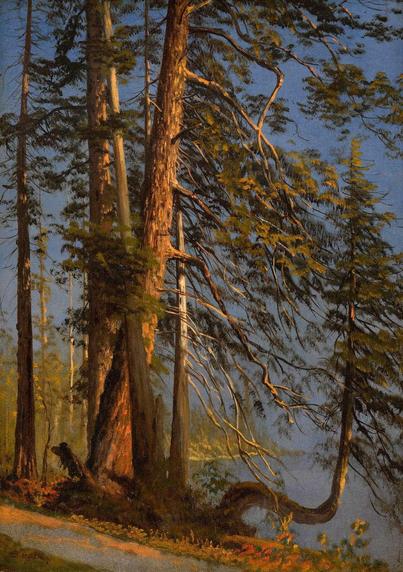 Tall, majestic pine trees reach towards a clear blue sky, their branches gracefully arching over a serene landscape. Sunlight filters through the foliage, illuminating the forest floor with patches of light and shadow.