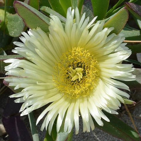 A photo of a yellow sea fig flower.
