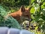 A tightly-cropped and unfortunately out-of-focus photo of a female red fox (Vulpes vulpes) checking the allotment path was clear before making her getaway.