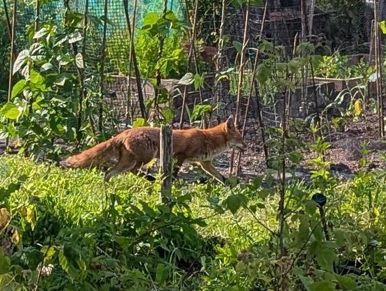 Another cropped photo of the fox. This time going down the path she checked in the previous pic.
