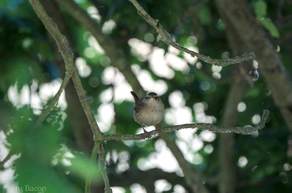 A photograph of a Wren perched on a branch. Green leaves and dappled light are blurred in the background.