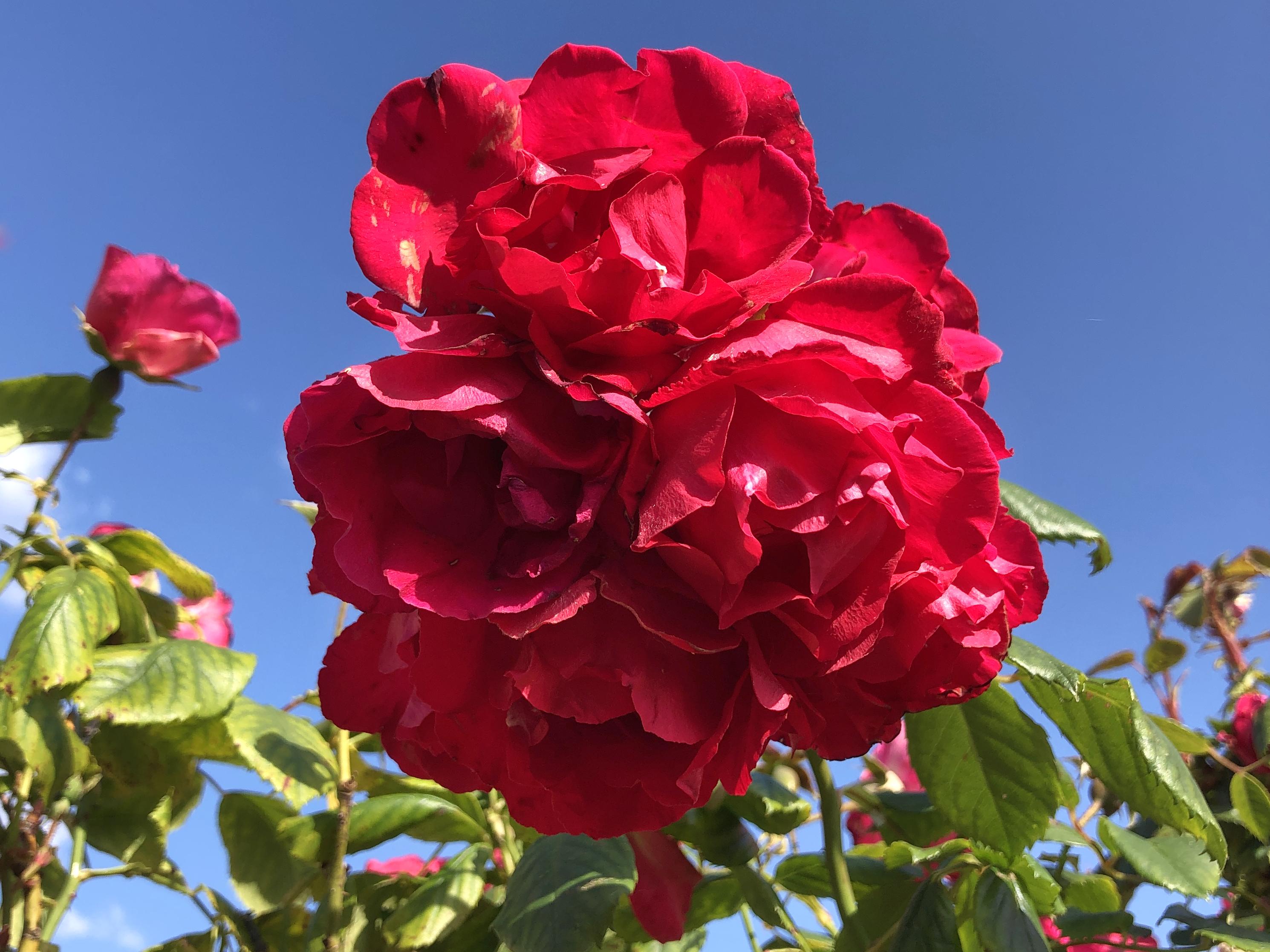 a cluster of roses in a deep red colour, deep red with hints of orange and pink, very bright and bold and sure of itself. it's surrounded by bright green leaves, some almost golden in the sunshine. there's a smaller rose just opening in the background, and the sky is a clear blue.  (this is actually from last year, but the roses look the same now. it's just been too windy to photograph them!)