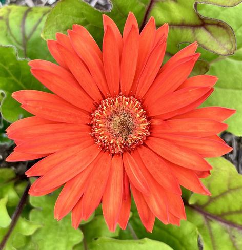 An orange Gerbera daisy bloom with its green foliage in the background.