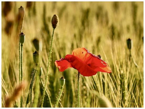 A vibrant red poppy flower stands prominently against a backdrop of green grasses and poppy seed heads in a sunlit field.